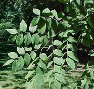 Kentucky Coffee Tree Leaf