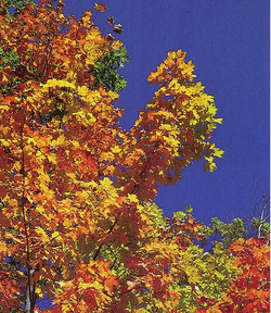 Sugar Maple's Fall Color