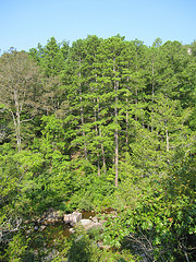 Piney Forest