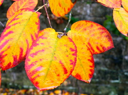 Serviceberry Fall Color