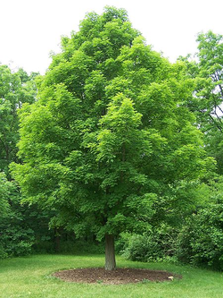 Young Sugar Maple